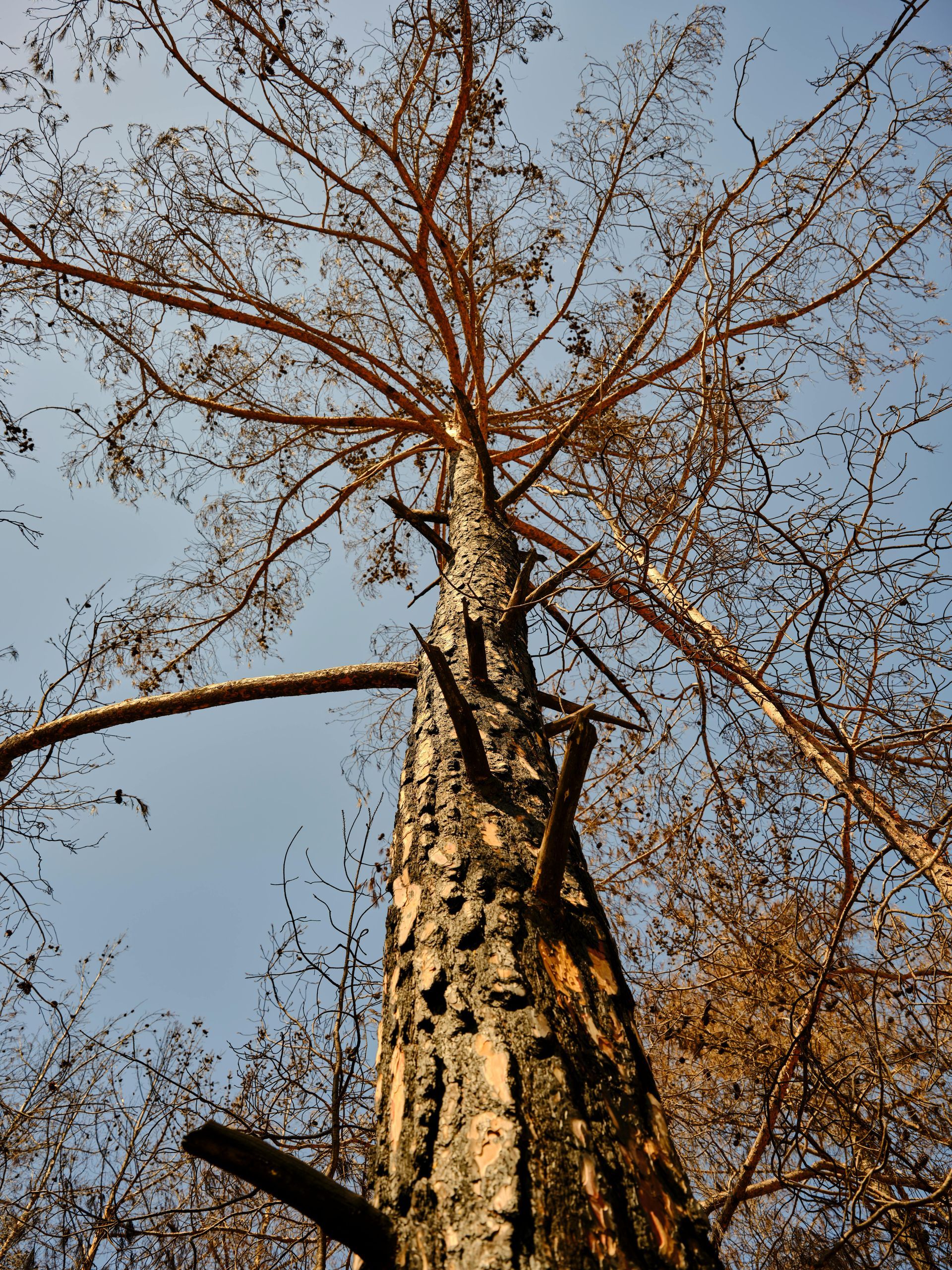 local arborists Centennial